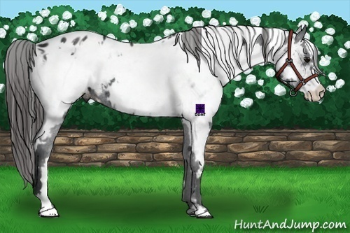Horse Color:White Spotted Black Frame Appaloosa Rabicano 