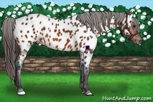 Horse Color:White Spotted Bay Appaloosa Rabicano  Brindle