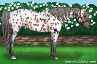 Horse Color:White Spotted Bay Appaloosa Rabicano Brindle