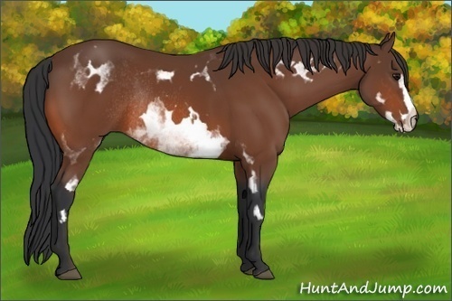 Horse Color:White Spotted Bay Frame Rabicano 