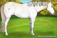 Horse Color:White Spotted Perlino Dun 