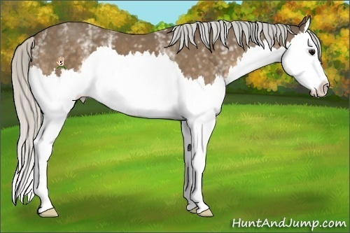 Horse Color:White Spotted Silver Buckskin Splash 