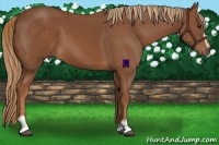 Horse Color:Chestnut Sabino