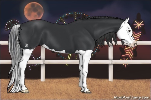 Horse Color:Black Splash