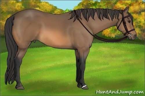 Horse Color:Buckskin