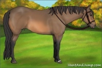 Horse Color:Buckskin 
