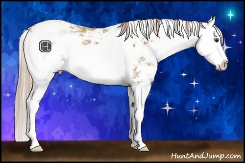 Horse Color:Palomino Ice Sabino Splash 