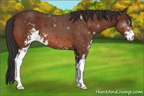 Horse Color:Bay Sabino 