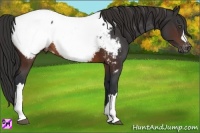 Horse Color:Brown Appaloosa Rabicano 