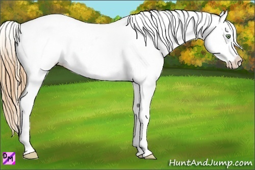 Horse Color:Gold Champagne Roan Varnish Rabicano 