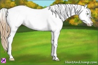 Horse Color:Gold Champagne Roan Varnish Rabicano