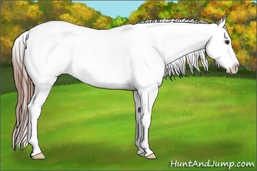Horse Color:Red Dun Appaloosa 