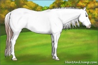 Horse Color:Red Dun Appaloosa 