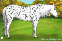 Horse Color:Black Appaloosa Rabicano 