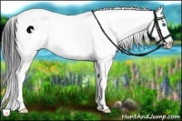 Horse Color:Blue Roan Splash 