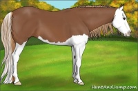 Horse Color:Chestnut Splash