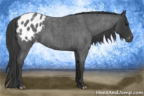 Horse Color:Blue Roan Appaloosa 