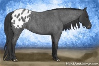 Horse Color:Blue Roan Appaloosa