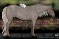 Horse Color:Silver Blue Roan 