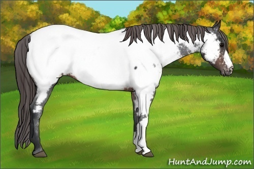 Horse Color:Brown Appaloosa 