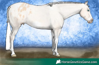 Horse Color:Gray White Spotted Silver Perlino Dun Splash Tobiano Frame Appaloosa Rabicano