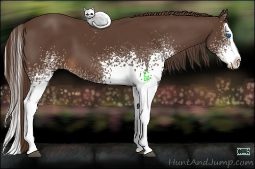 Horse Color:White Spotted Liver Chestnut Splash 
