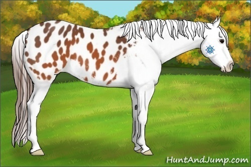 Horse Color:Brown Appaloosa 