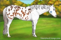 Horse Color:Brown Appaloosa