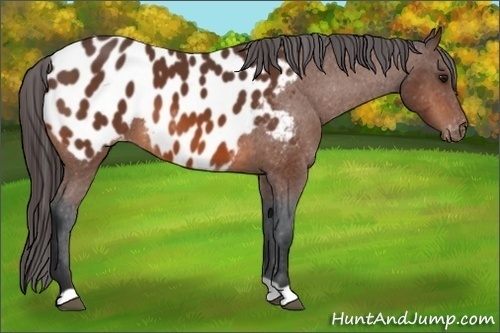 Horse Color:Bay Appaloosa 