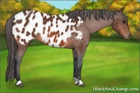Horse Color:Bay Appaloosa 