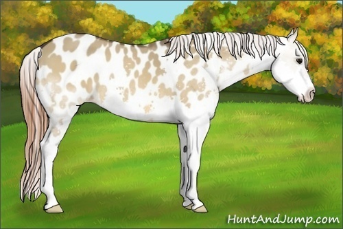 Horse Color:Bay Dun Splash Appaloosa 