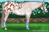 Horse Color:Bay Ice Splash Frame Appaloosa