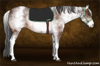 Horse Color:White Spotted Bay 