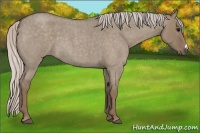 Horse Color:Silver Grullo Roan