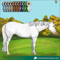 Horse Color:Gray Silver Amber Cream Champagne Roan Dun Splash Tobiano Frame Near Leopard Rabicano