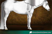 Horse Color:White Spotted Black Splash Frame Appaloosa