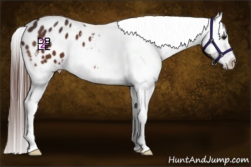 Horse Color:Bay Appaloosa 