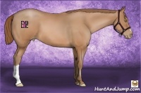 Horse Color:Bay Pearl