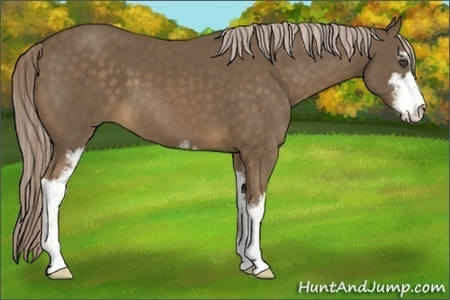 Horse Color:Chocolate Palomino Sabino 
