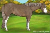 Horse Color:Chocolate Palomino Sabino 