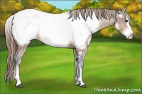 Horse Color:White Spotted Buckskin Splash Near Fewspot Rabicano