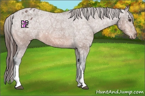 Horse Color:Bay Ice Appaloosa 