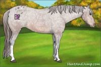 Horse Color:Bay Ice Appaloosa