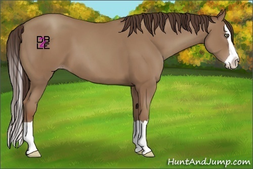 Horse Color:Classic Champagne Splash 