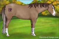 Horse Color:Classic Champagne Splash 