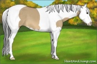Horse Color:Bay Dun Splash Tobiano