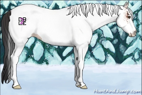 Horse Color:White Spotted Bay 