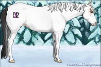 Horse Color:White Spotted Bay 