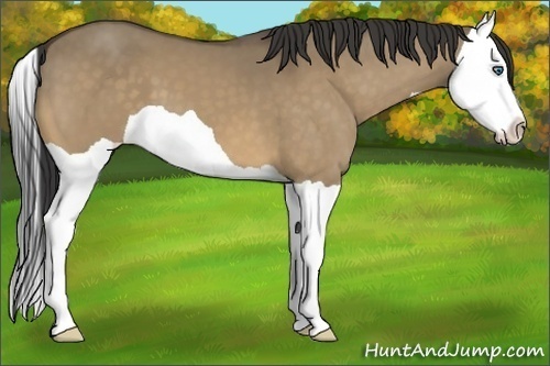 Horse Color:Buckskin Dun Splash