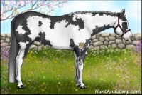 Horse Color:White Spotted Black Frame